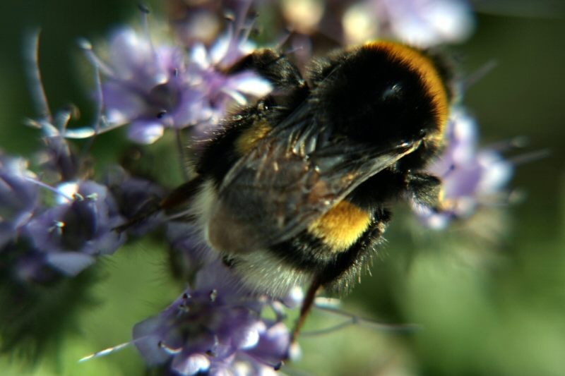 Hummel auf Paracelia