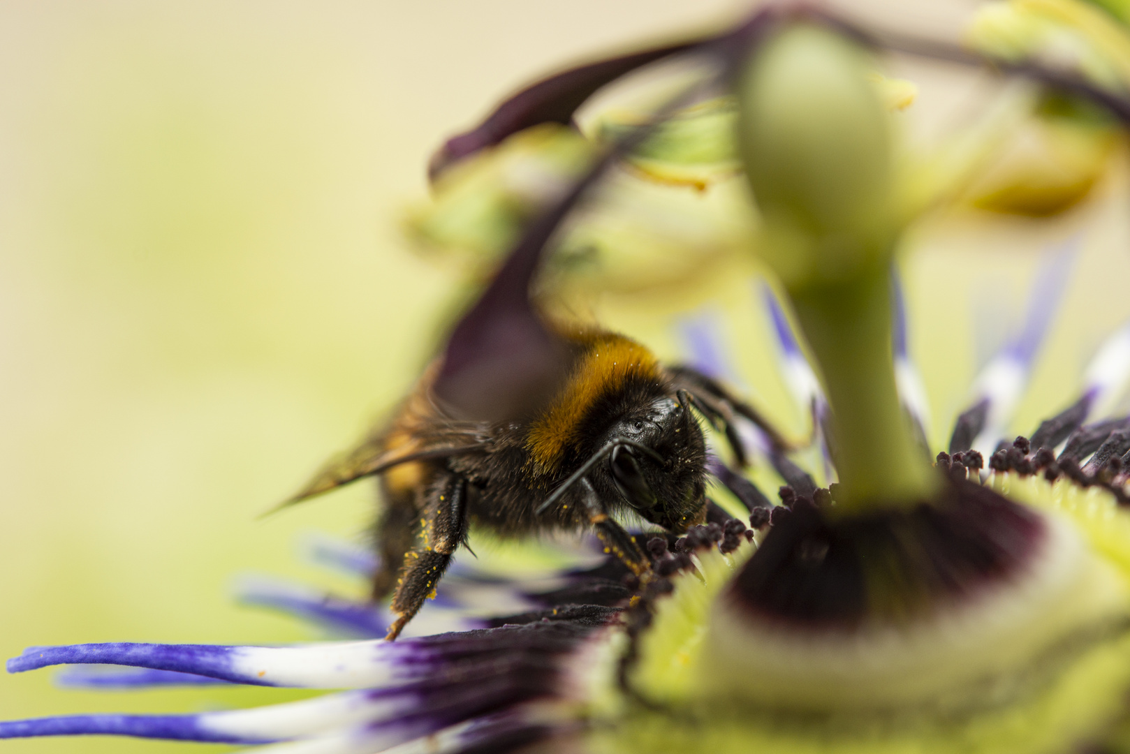 Hummel auf Passionsblume