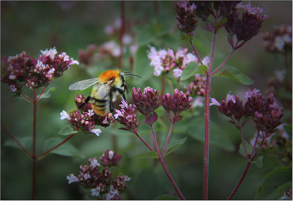 Hummel auf Pfefferminze