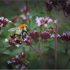 Hummel auf Pfefferminze