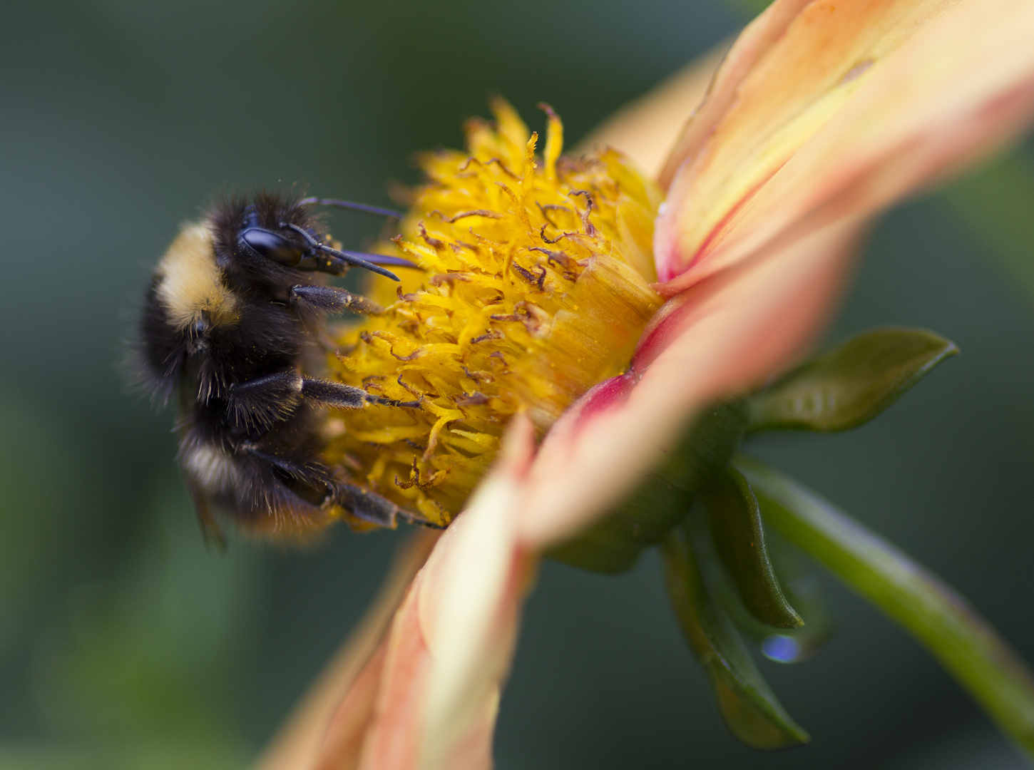 Hummel auf Pflanze