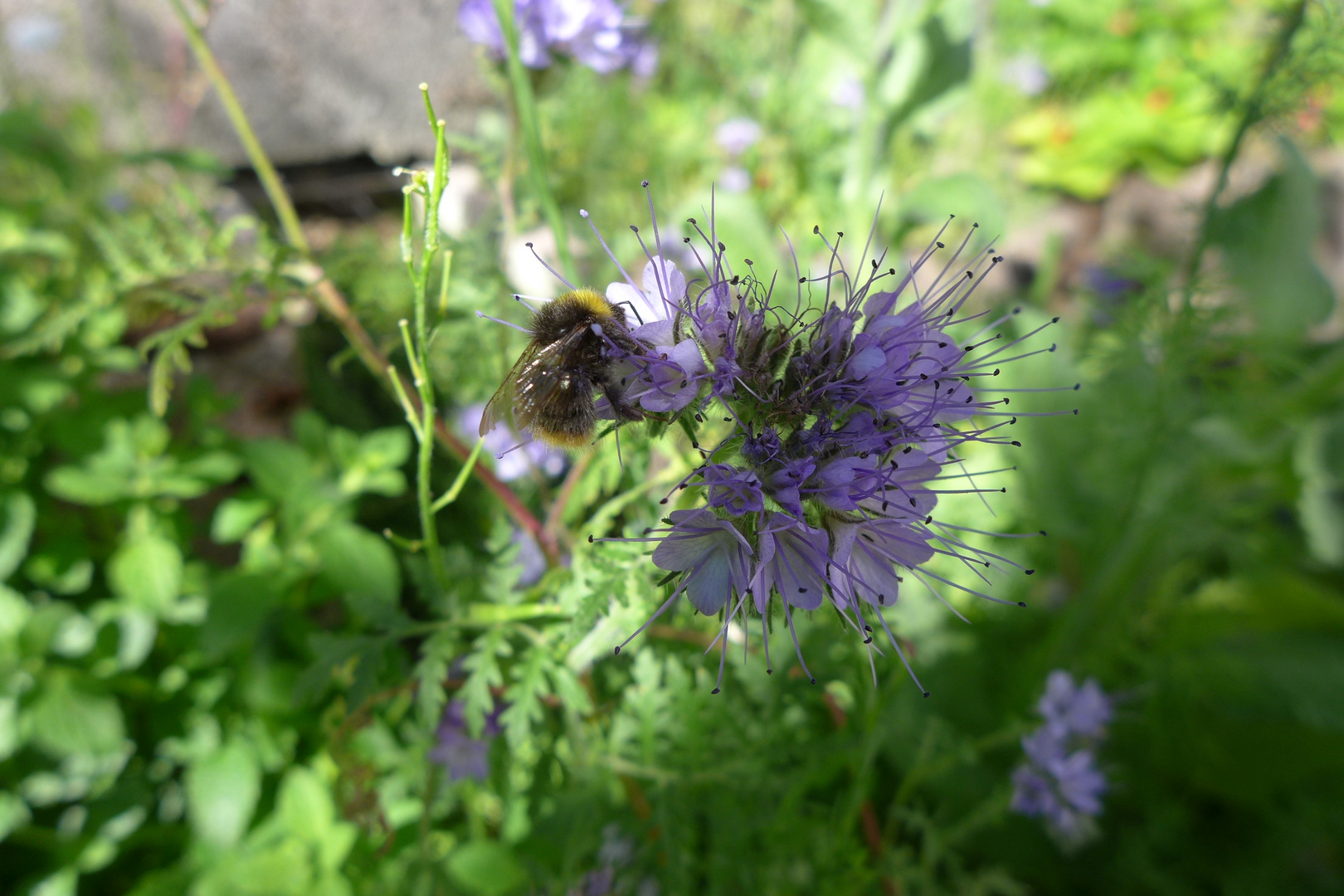 Hummel auf Phacelia (Bienenfreund) 2