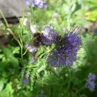 Hummel auf Phacelia (Bienenfreund) 2