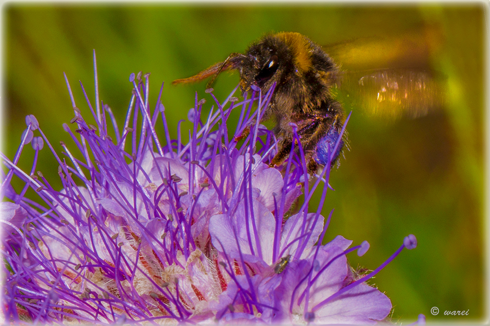 Hummel auf Phacelia-Blüte