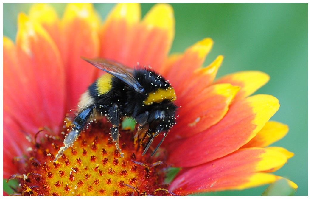 Hummel auf Pollenfang