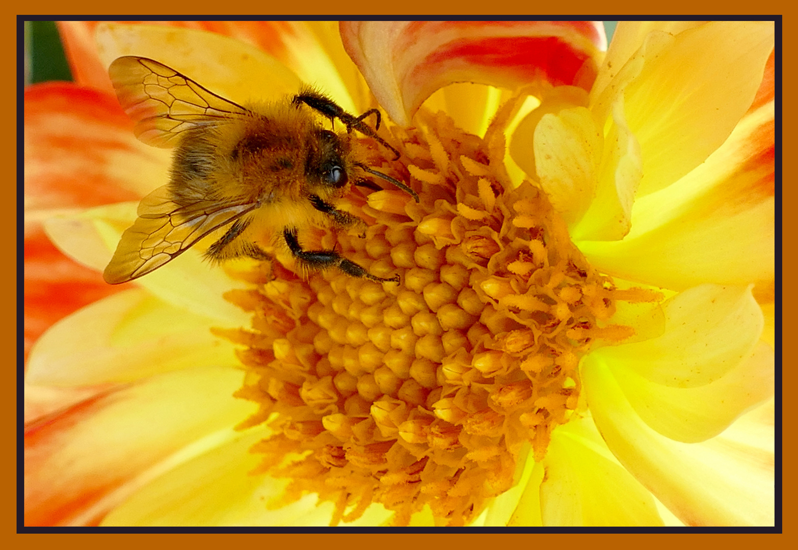 Hummel auf Pooh - Pooh ist eine in den USA gezüchtete Dahlie