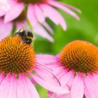 Hummel auf Präriesonnenhut