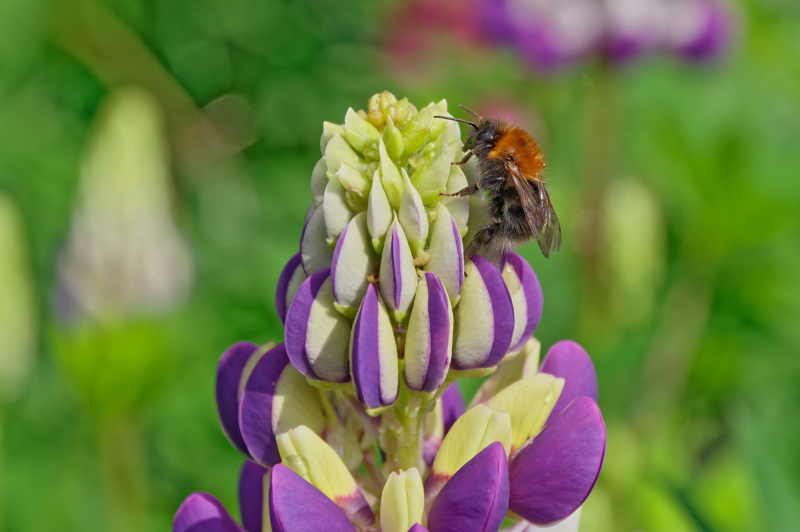 Hummel auf Pump...