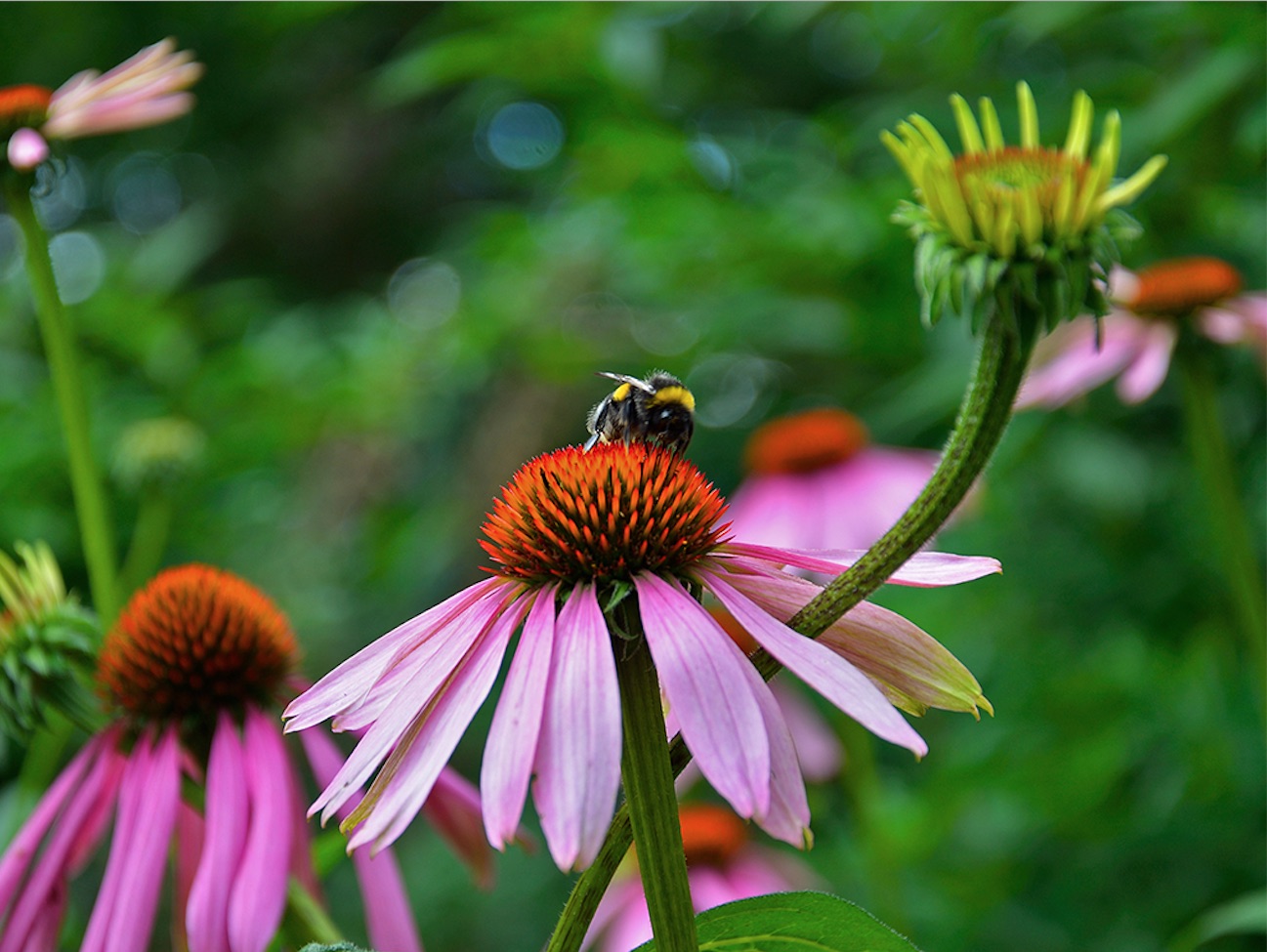 Hummel auf Purpursonnenhut (Echinacea purpurea)