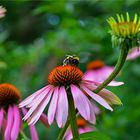 Hummel auf Purpursonnenhut (Echinacea purpurea)