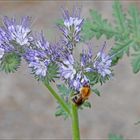 Hummel auf Rainfarn-phazelie, auch Büschelschön oder Bienenweide genannt