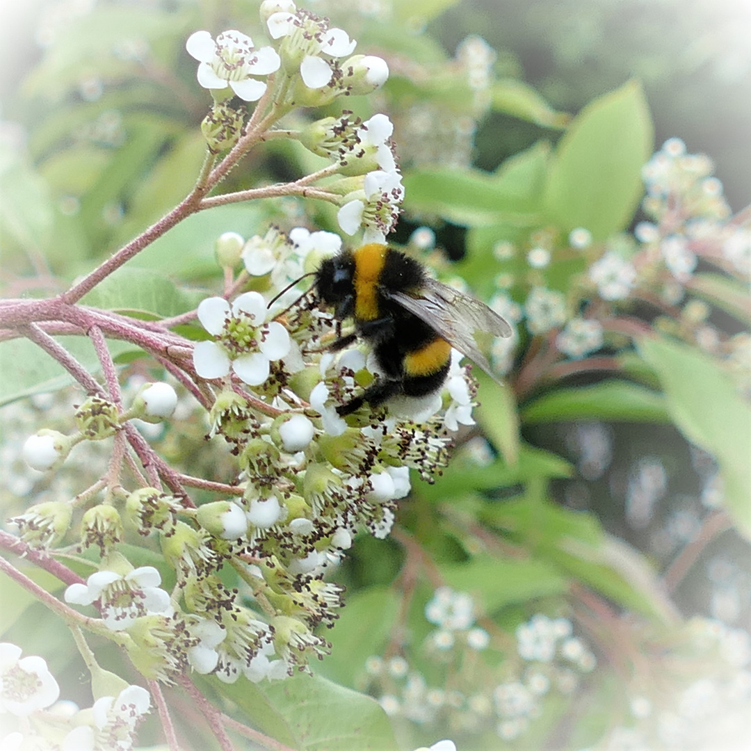 Hummel auf Reisen