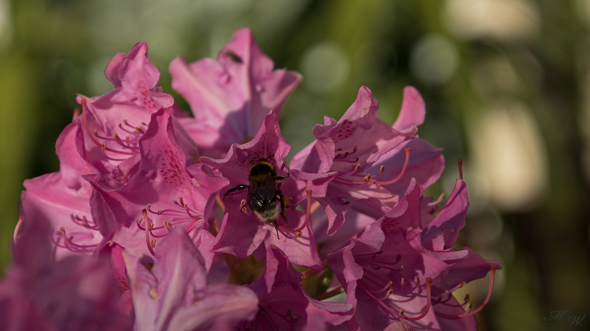 Hummel auf Rhododendron