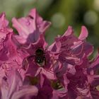 Hummel auf Rhododendron