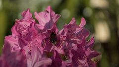 Hummel auf Rhododendron