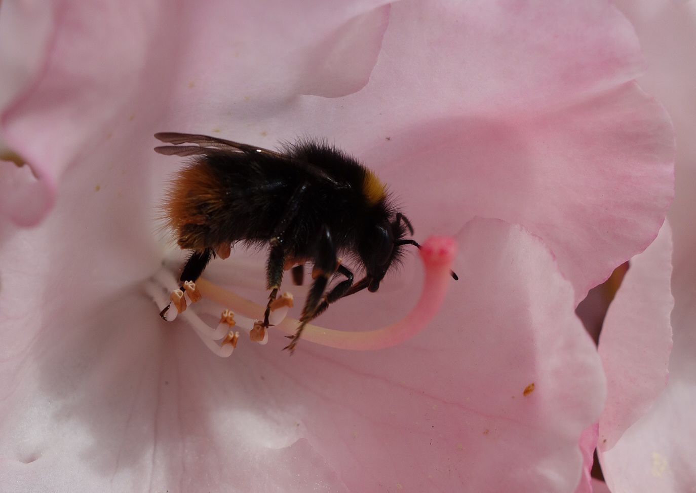 Hummel auf Rhododendronblüte