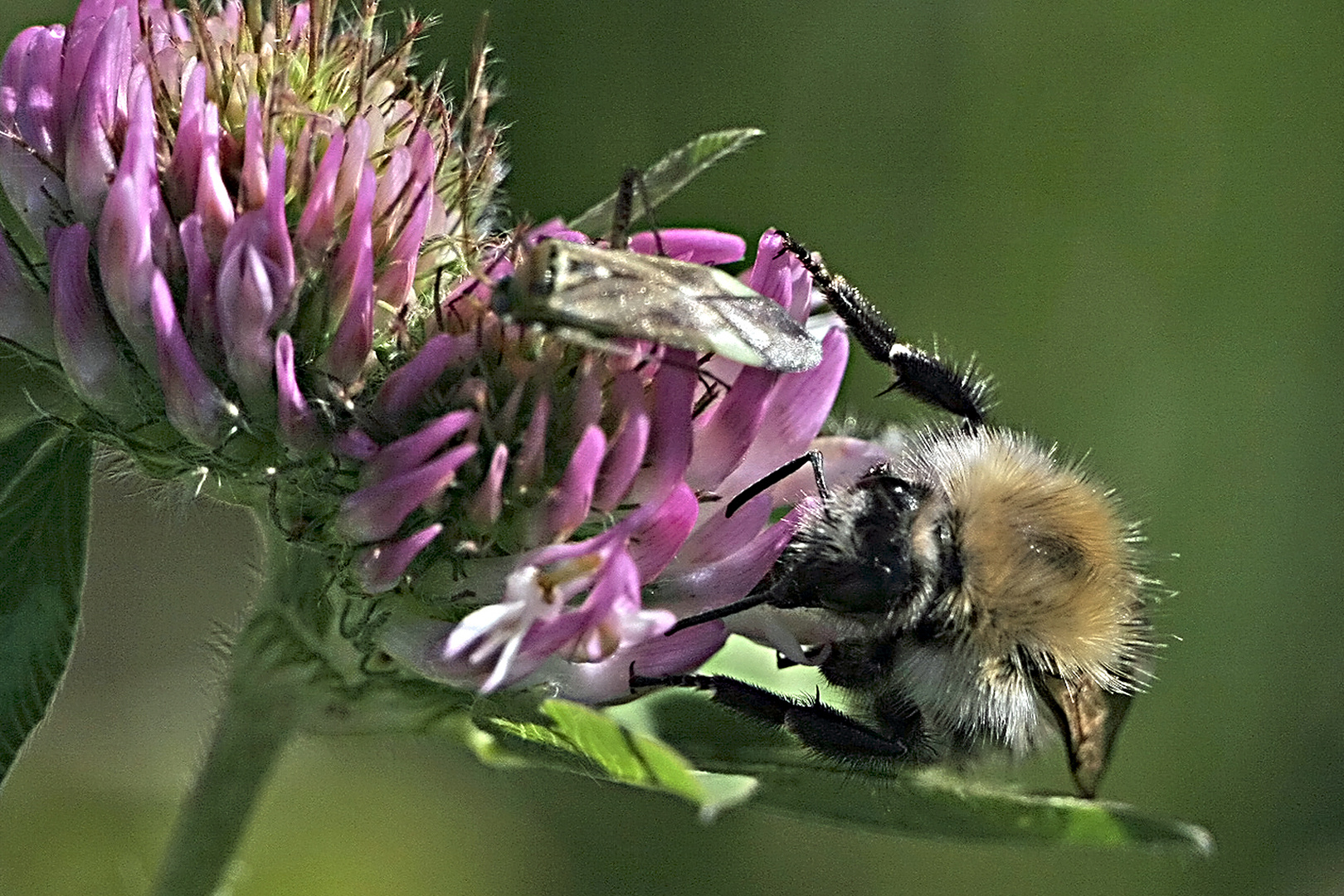 Hummel auf Rotem Klee