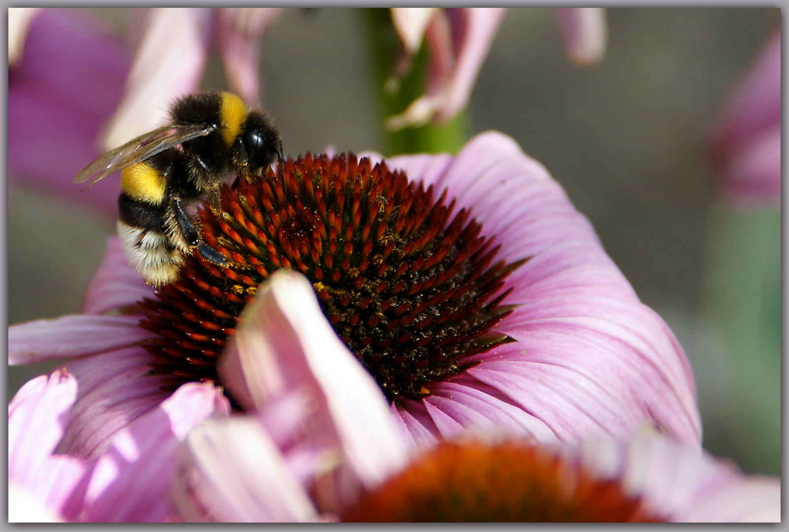 Hummel auf rotem Sonnenhut