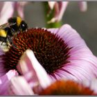 Hummel auf rotem Sonnenhut