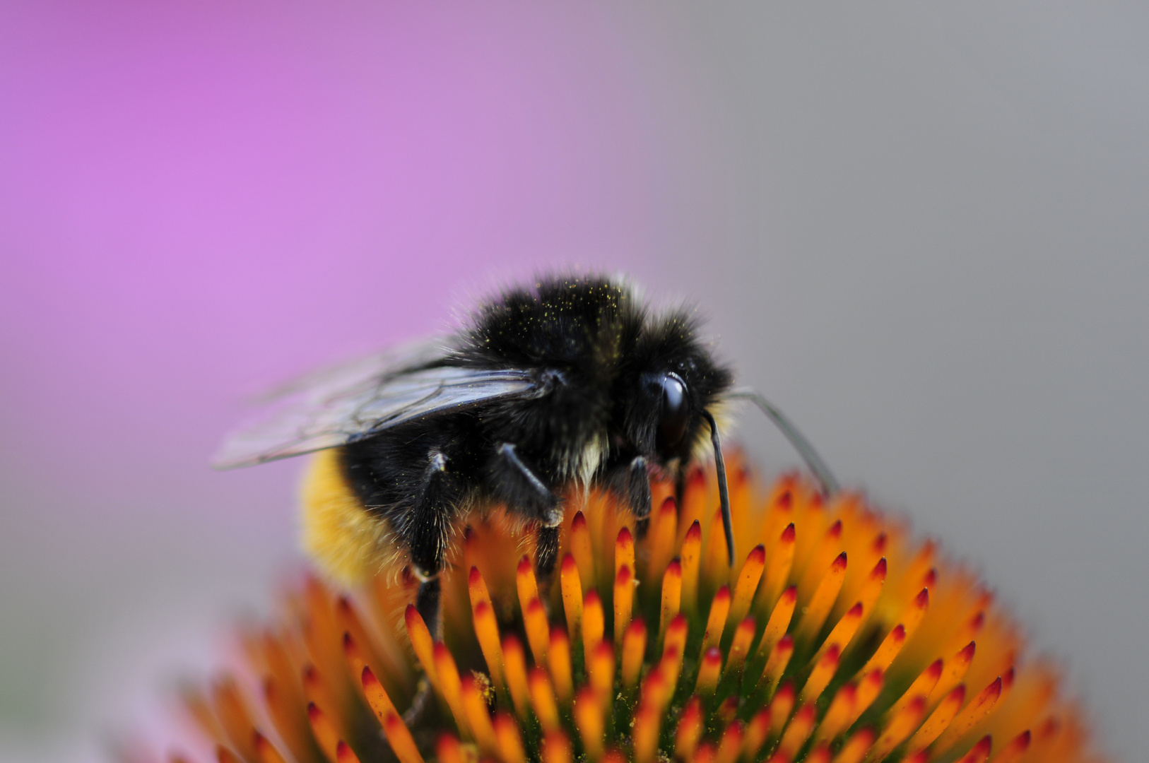 Hummel auf roten Sonnenhut