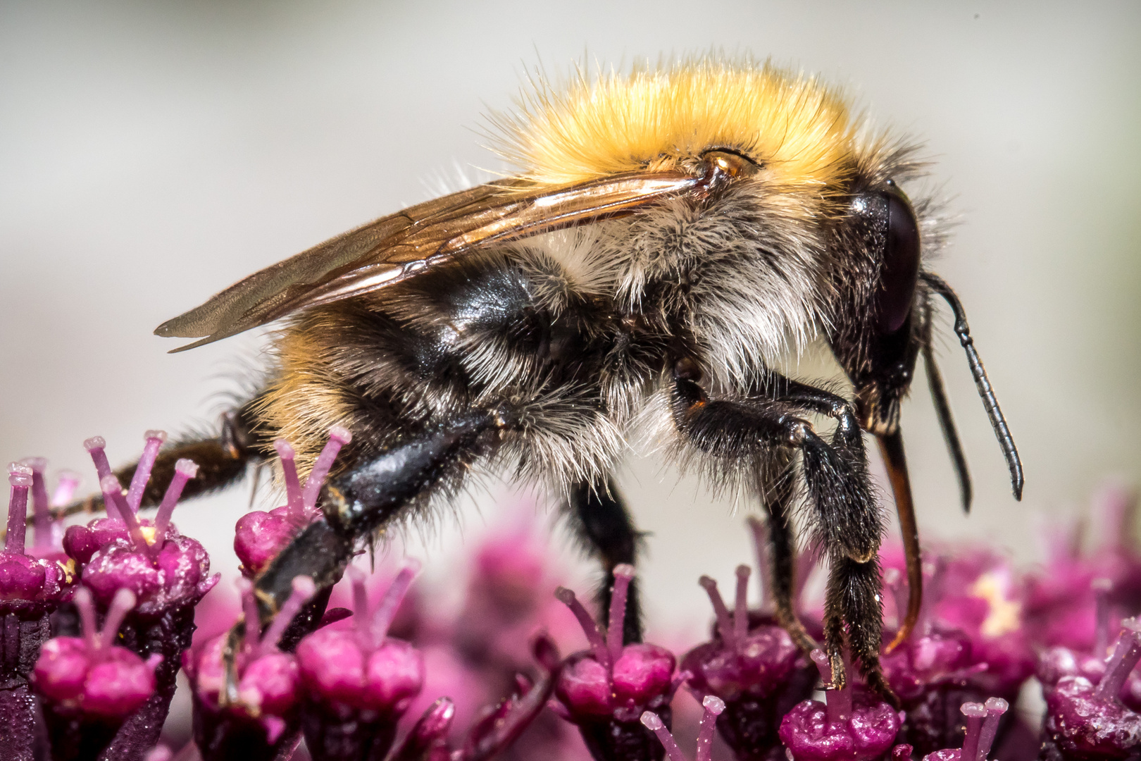 Hummel auf roter Engelwurz