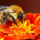 Hummel auf roter Tagetesblüte