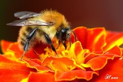 Hummel auf roter Tagetesblüte