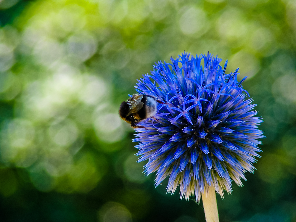 Hummel auf runder Blüte