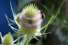 Hummel auf Rundkurs um die Distel