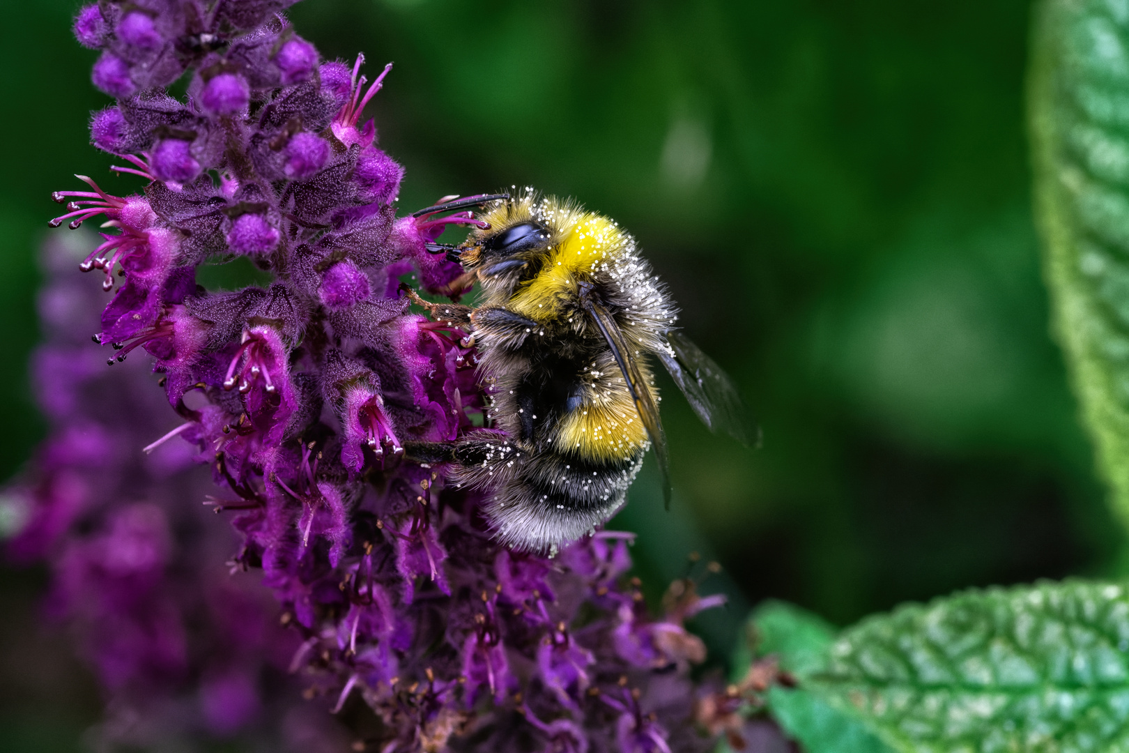 Hummel auf Salbei