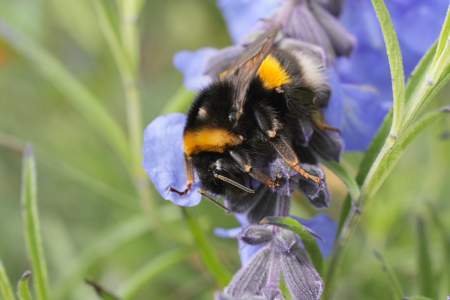 Hummel auf Salbei