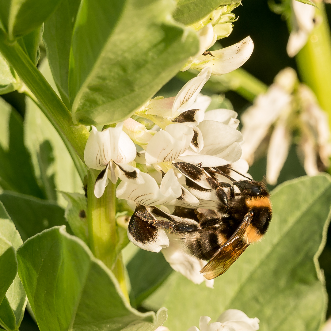 Hummel auf Saubohne