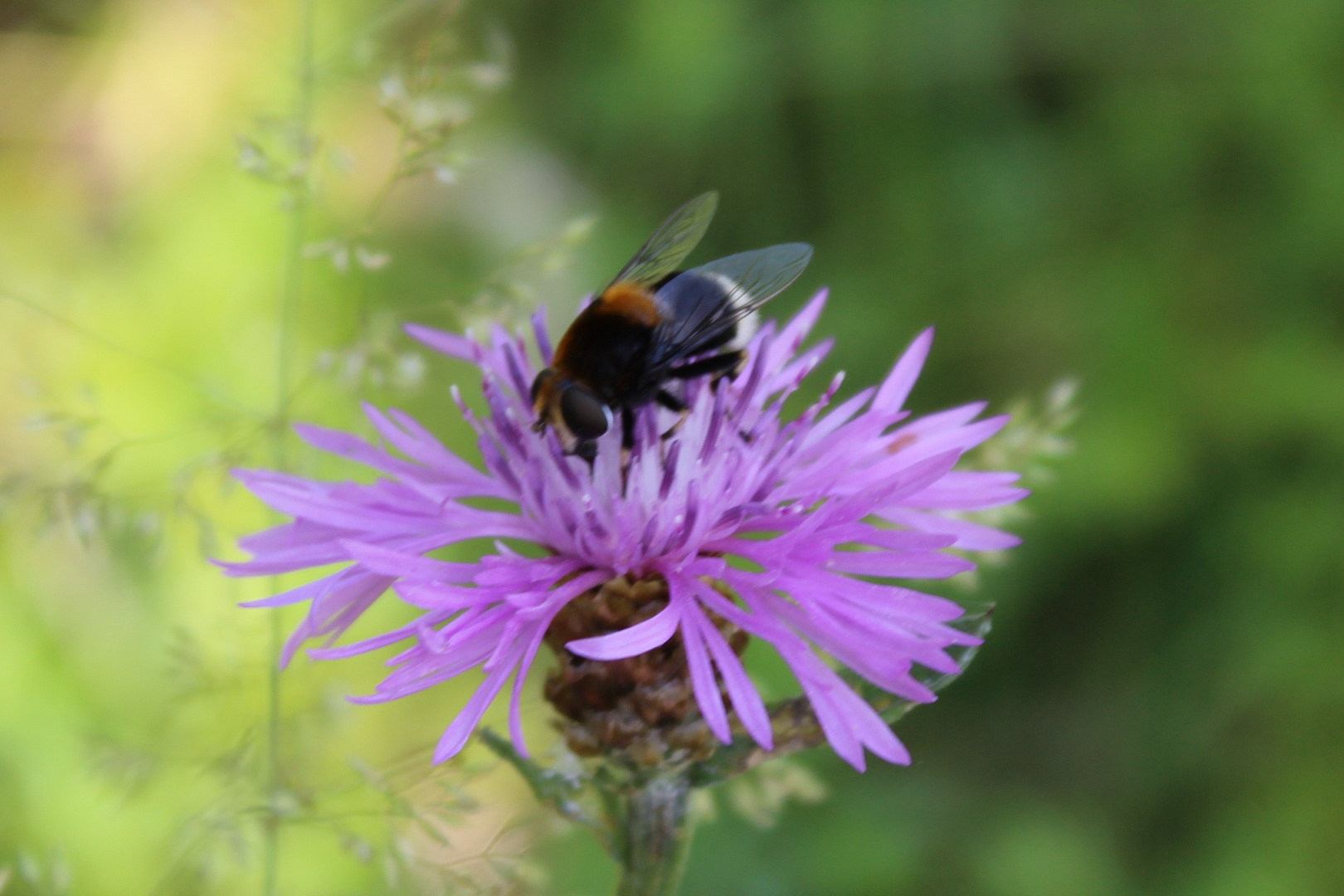 Hummel auf Scabiosen-Flockenblume