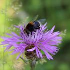 Hummel auf Scabiosen-Flockenblume