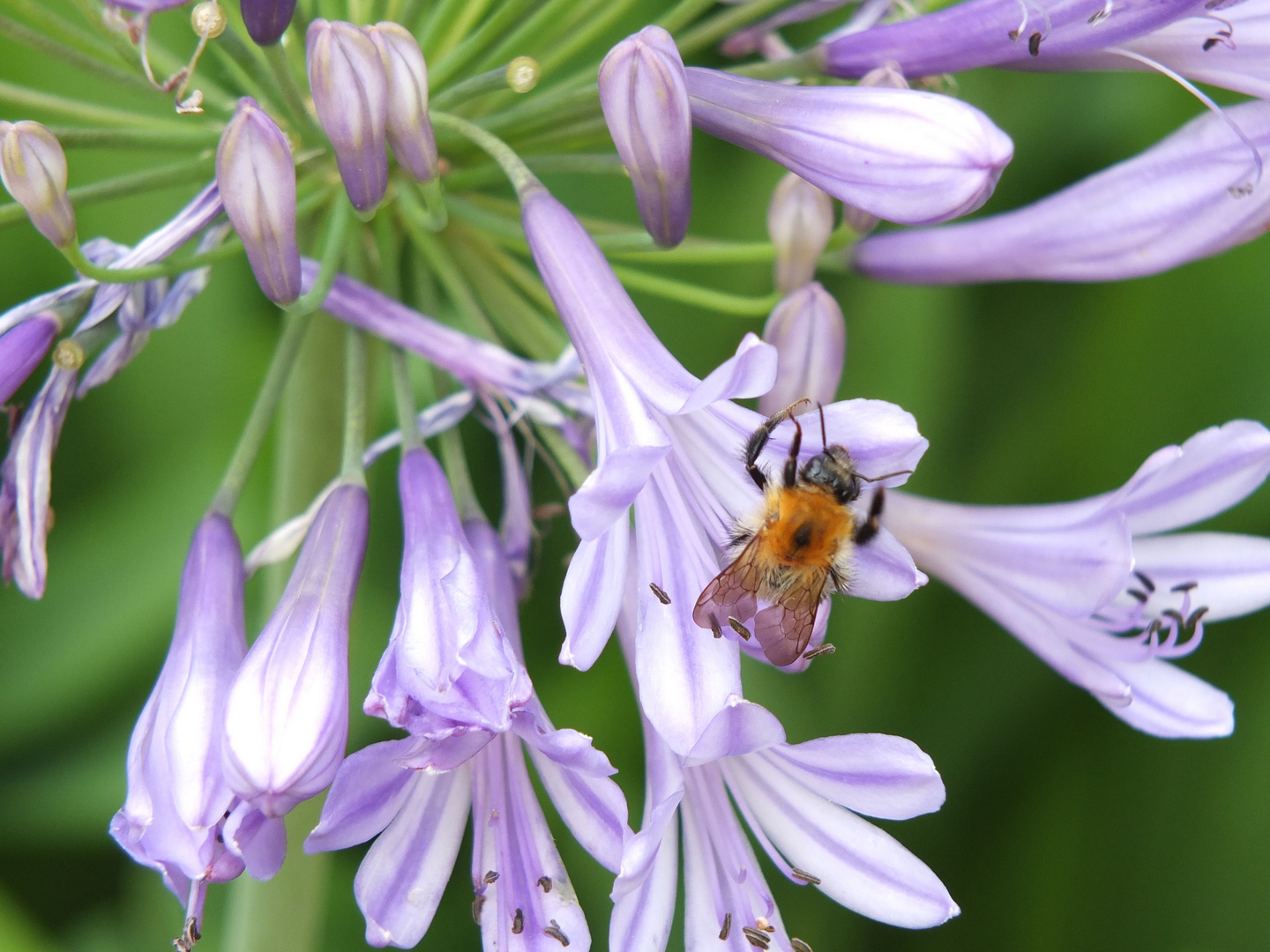 Hummel auf Schmucklilie