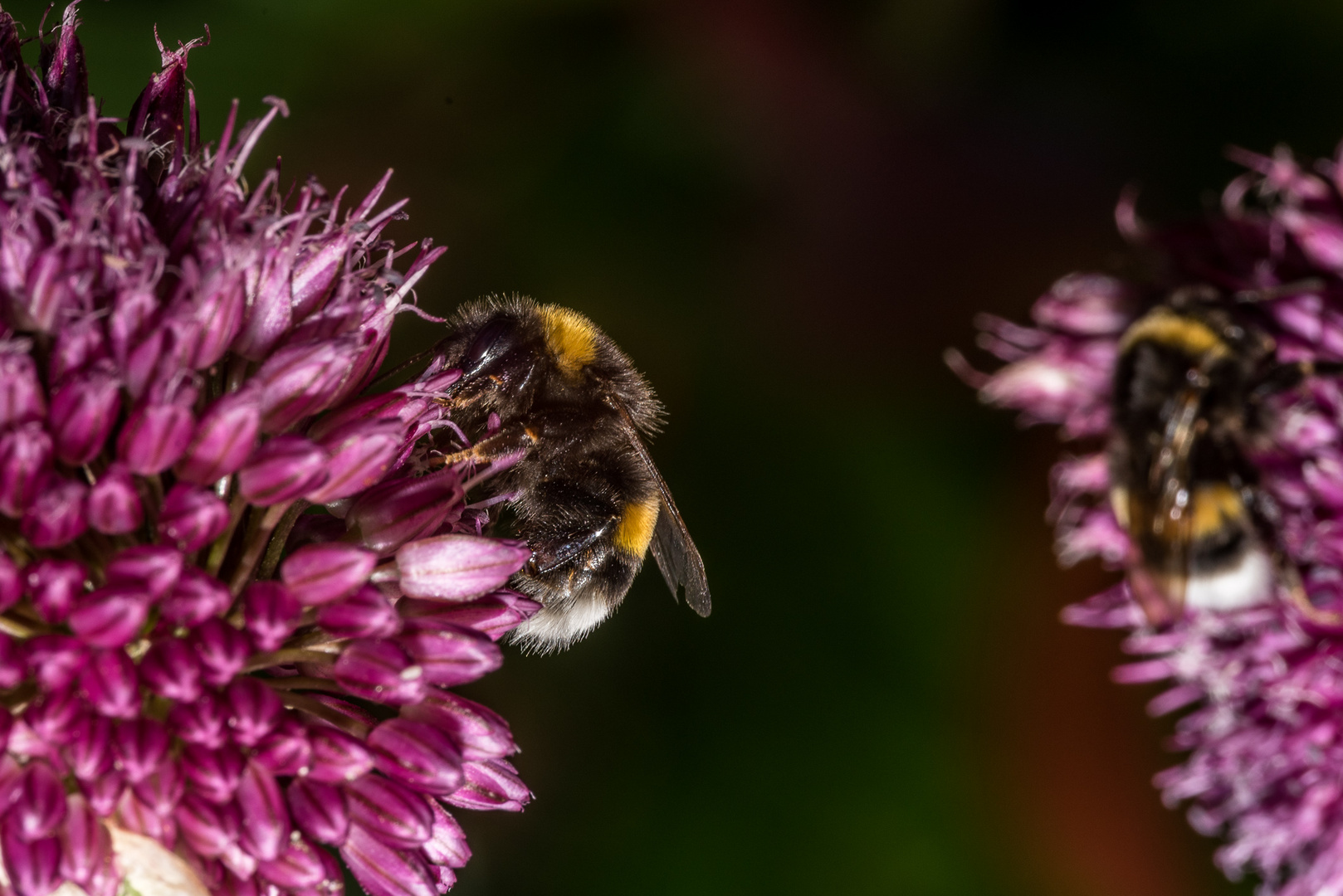 Hummel auf Schnittlauch