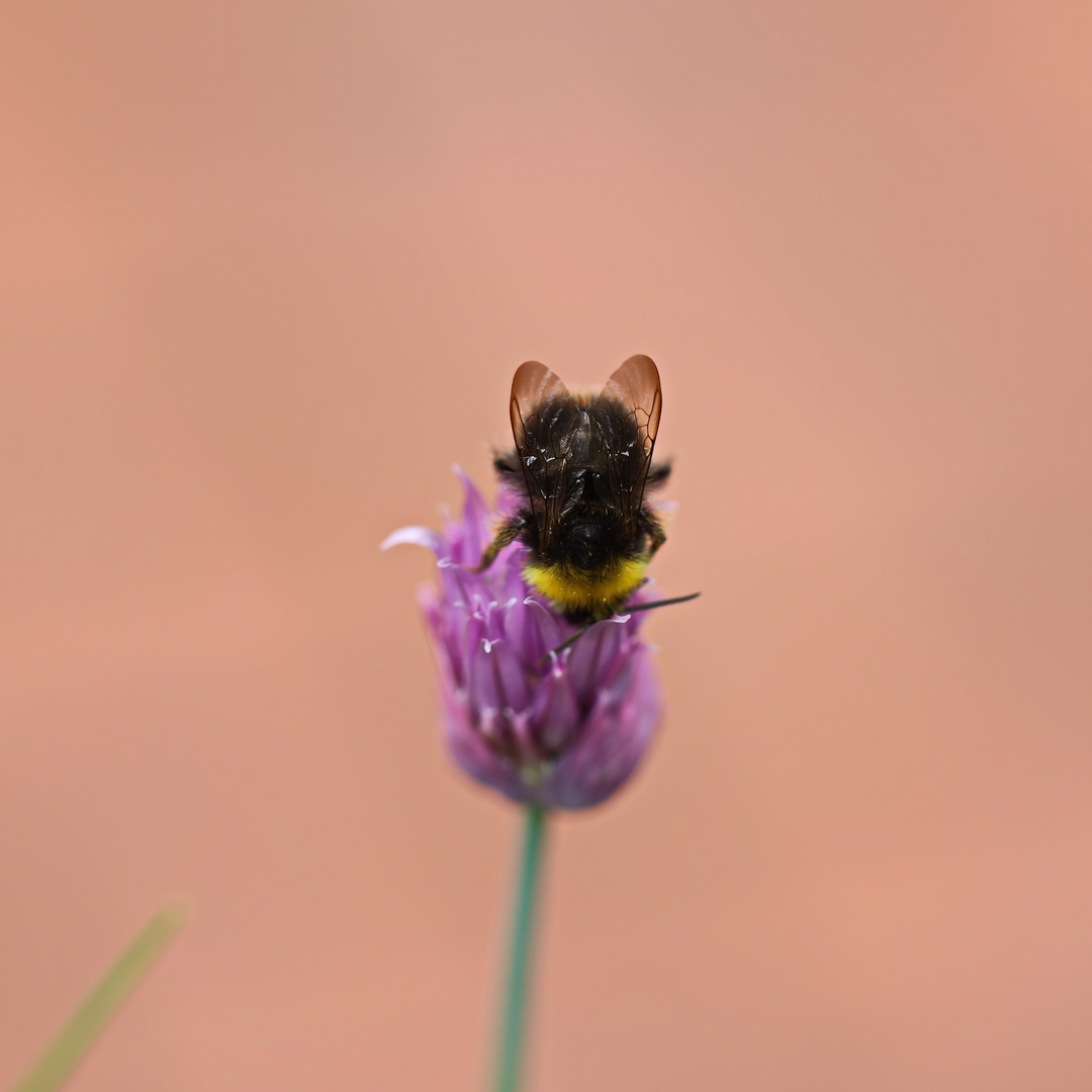 Hummel auf Schnittlauchblüte