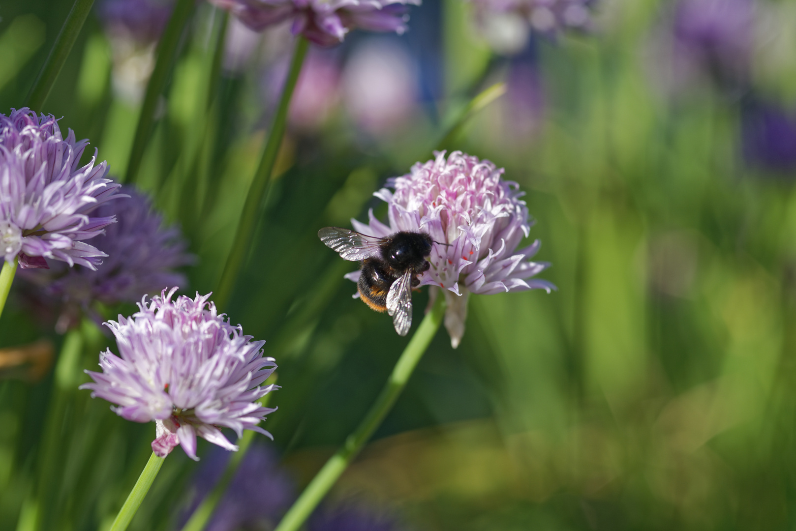 Hummel auf Schnittlauchblüte