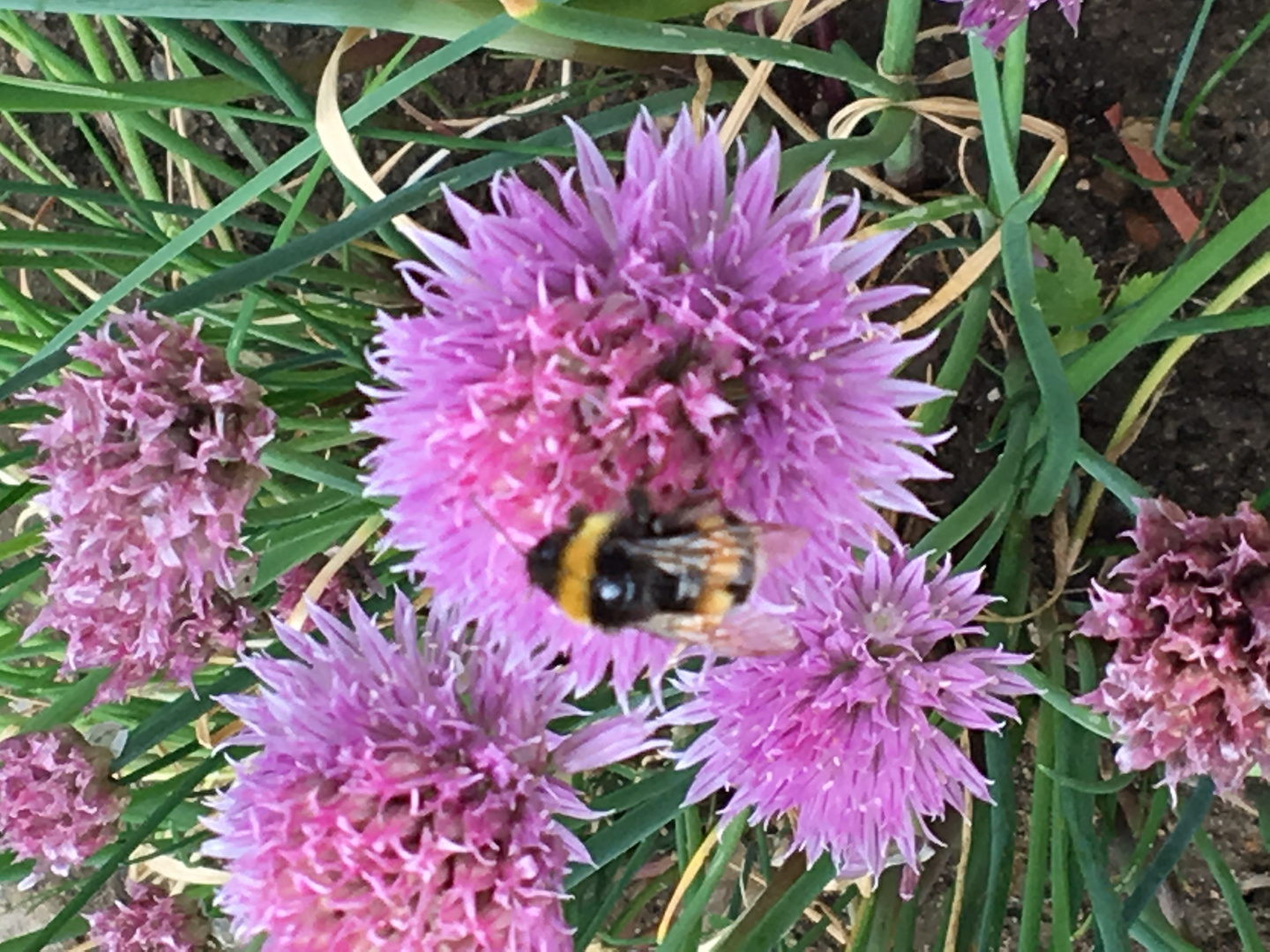 Hummel auf Schnittlauchblüte