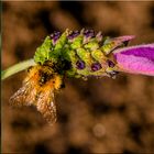 Hummel auf Schopflavendel