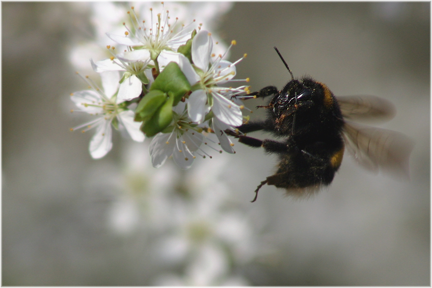 Hummel auf sehr kleiner Schärfeebene