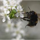 Hummel auf sehr kleiner Schärfeebene