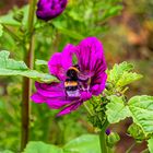 Hummel auf sibirischer Teerose