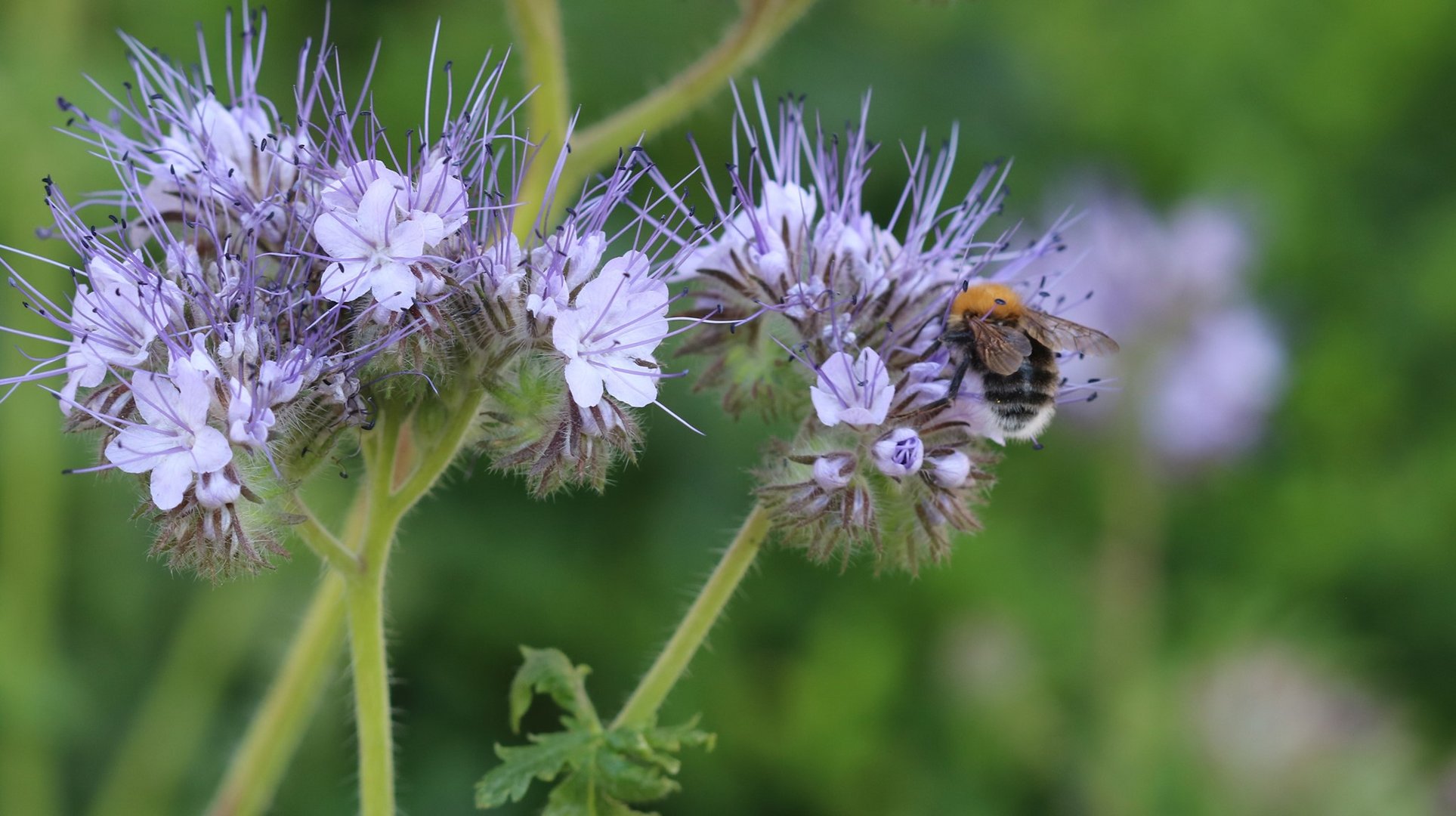 Hummel auf Sommerblume