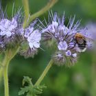 Hummel auf Sommerblume