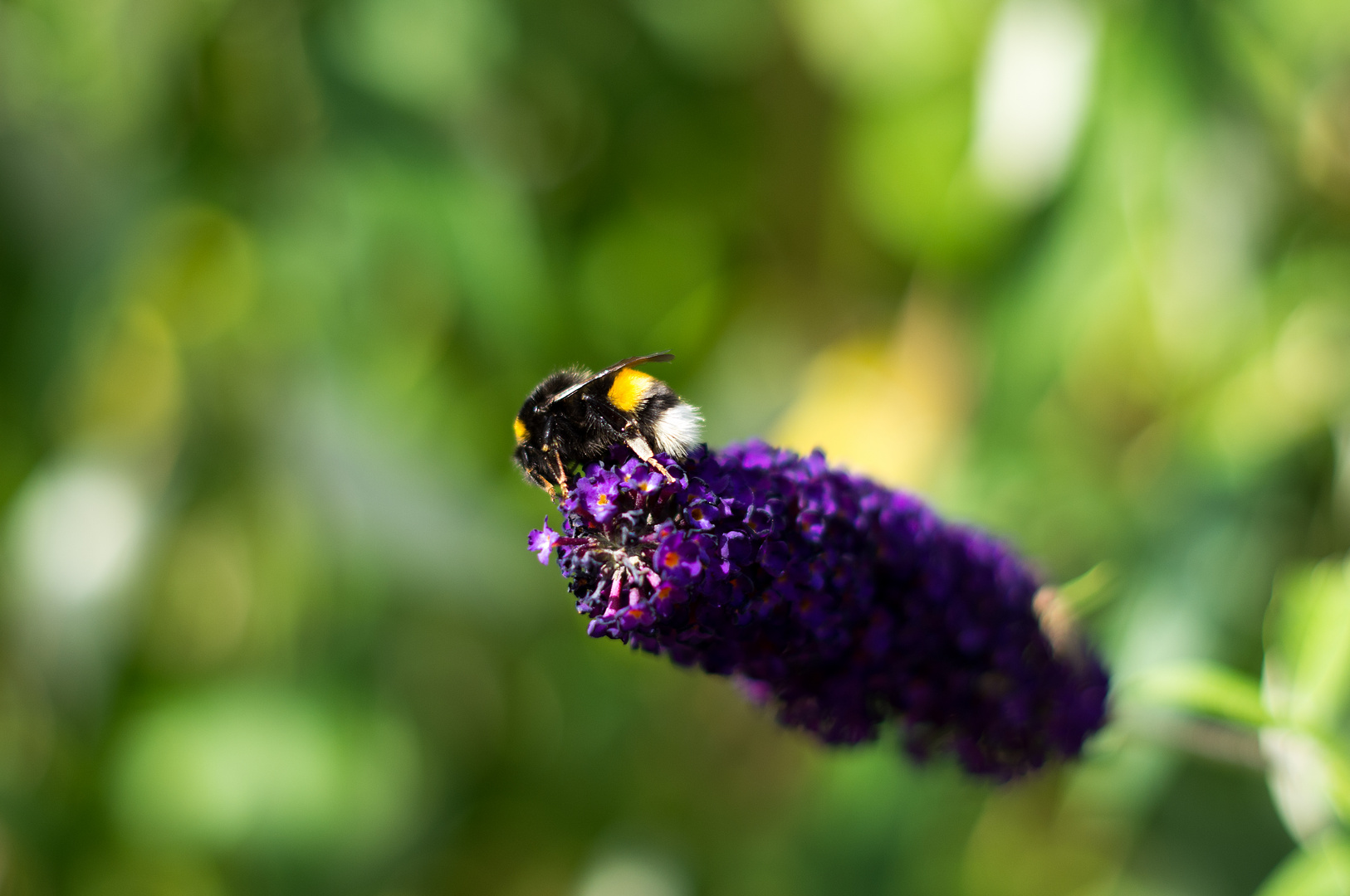 Hummel auf Sommerflieder