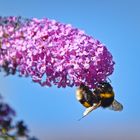 Hummel auf Sommerflieder