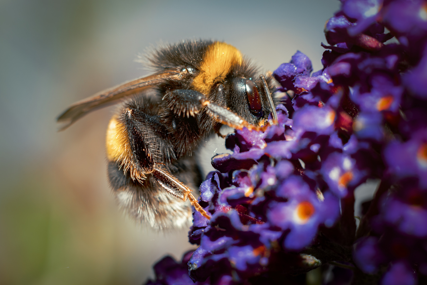 Hummel auf Sommerflieder