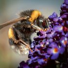 Hummel auf Sommerflieder