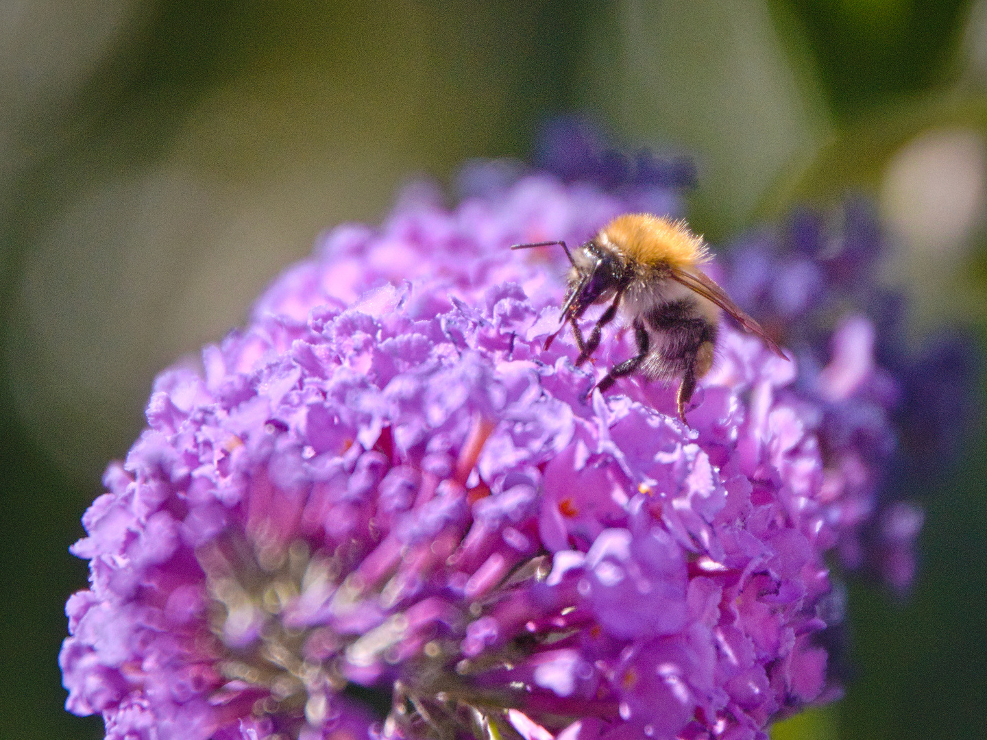 Hummel auf Sommerflieder